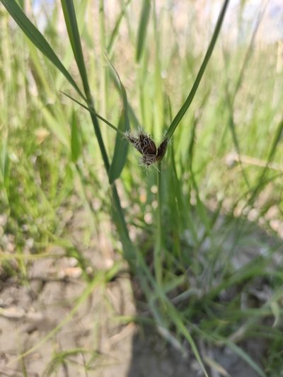 Bolboschoenus planiculmis, photographed by Юлия