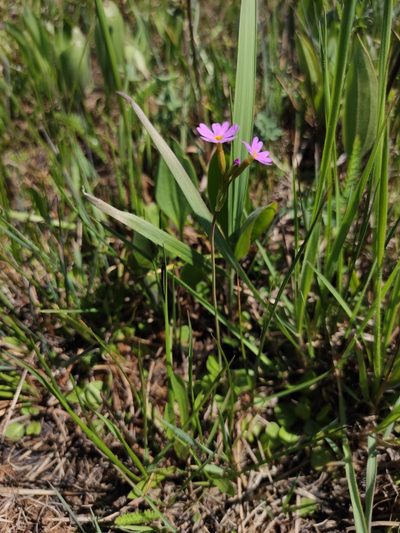 Primula nutans, photographed by Юлия