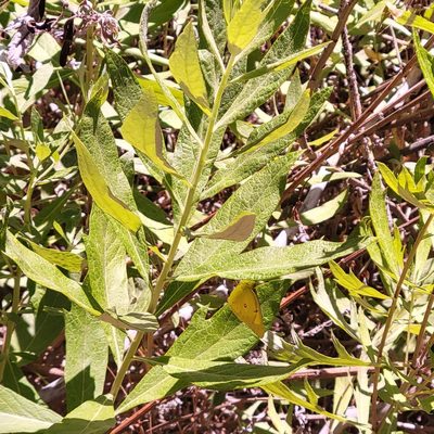 Artemisia douglasiana, photographed by Dan Horowitz