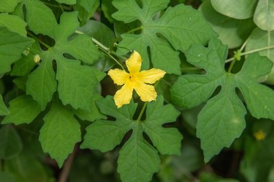 Momordica charantia, photographed by Don Loarie