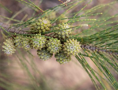 Casuarina equisetifolia, photographed by Don Loarie