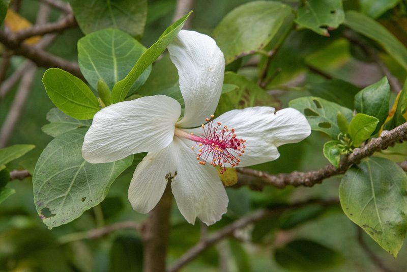 Hibiscus waimeae, photographed by Don Loarie