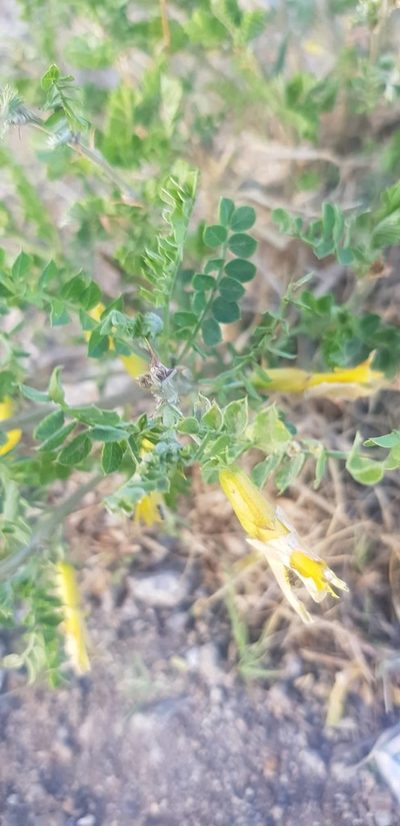 Caragana microphylla, photographed by Urgamal Magsar