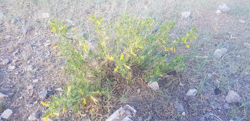 Caragana microphylla, photographed by Urgamal Magsar