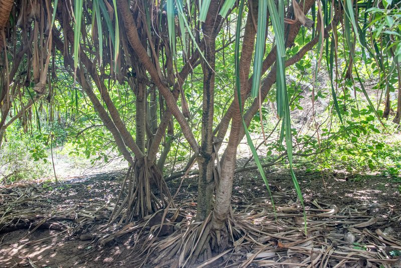 Pandanus tectorius, photographed by Don Loarie