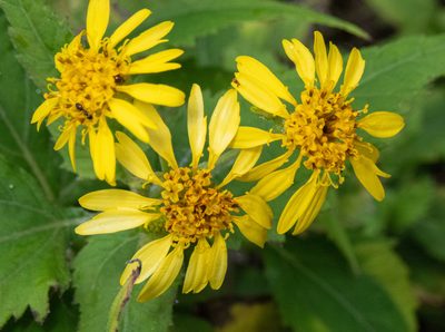 Verbesina encelioides, photographed by Don Loarie