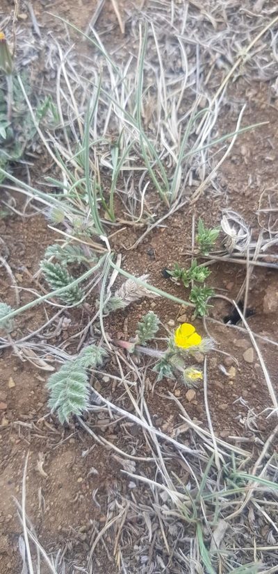 Potentilla sericea, photographed by Urgamal Magsar