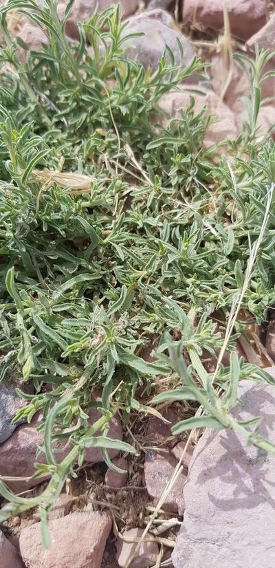 Aster hispidus, photographed by Urgamal Magsar