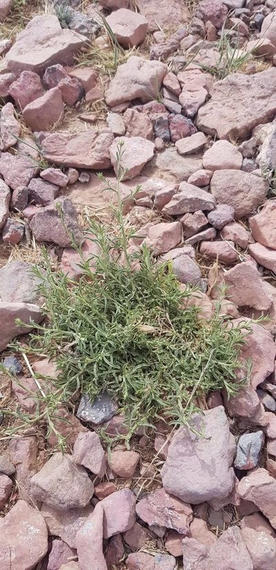 Aster hispidus, photographed by Urgamal Magsar