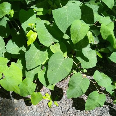 Reynoutria sachalinensis, photographed by Mark Apgar