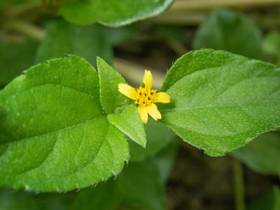 Calyptocarpus vialis, photographed by Don Loarie