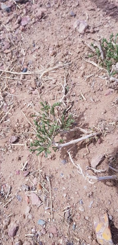 Anabasis brevifolia, photographed by Urgamal Magsar