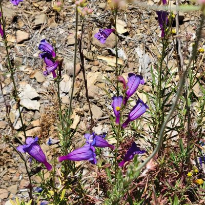 Penstemon heterophyllus