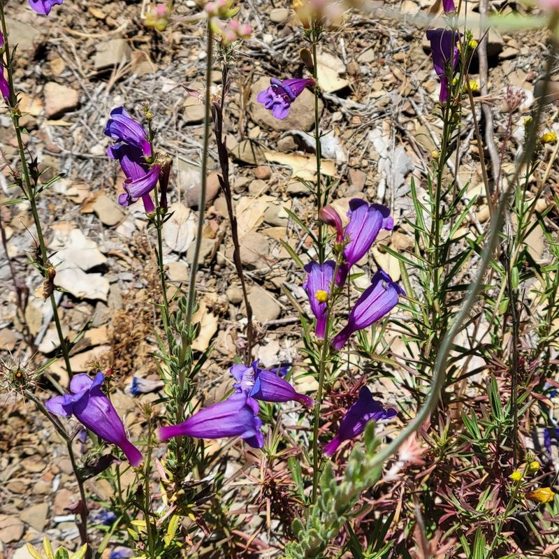 Penstemon heterophyllus, photographed by Dan Horowitz