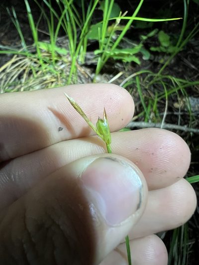 Carex geyeri, photographed by Jared Shorma