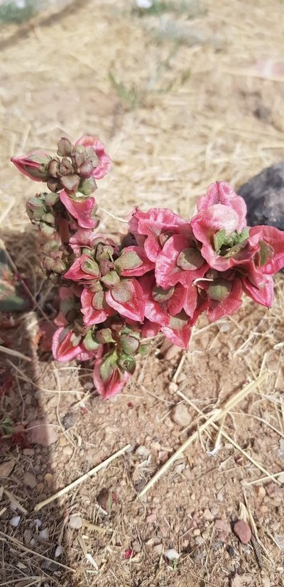 Rheum nanum, photographed by Urgamal Magsar