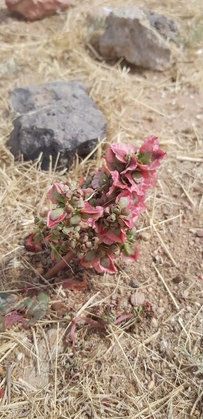 Rheum nanum, photographed by Urgamal Magsar