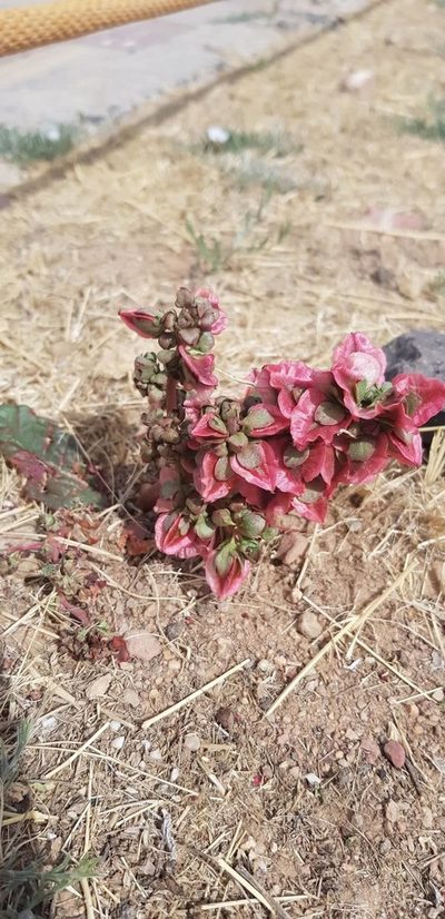 Rheum nanum, photographed by Urgamal Magsar