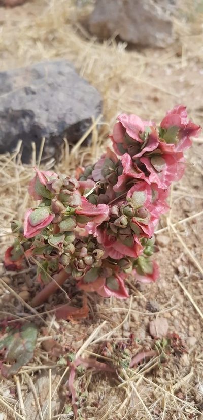 Rheum nanum, photographed by Urgamal Magsar