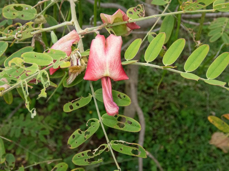 Sesbania tomentosa, photographed by Don Loarie