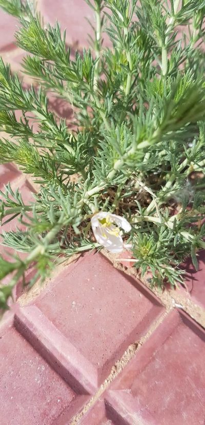 Peganum nigellastrum, photographed by Urgamal Magsar