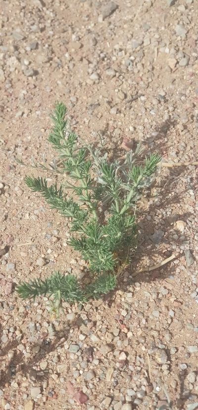 Peganum nigellastrum, photographed by Urgamal Magsar