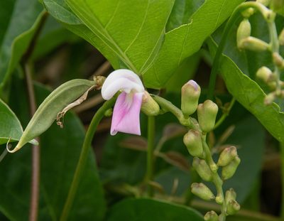 Canavalia cathartica, photographed by Don Loarie