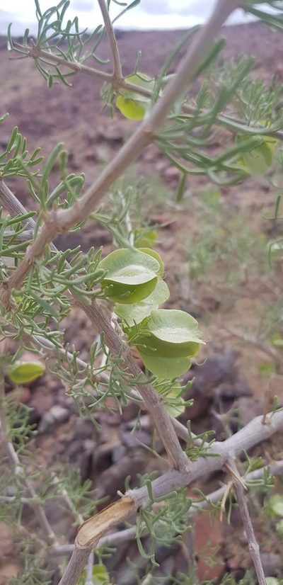 Zygophyllum xanthoxylum, photographed by Urgamal Magsar