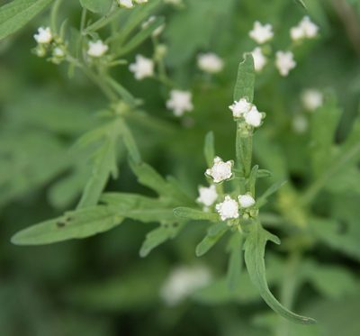 Parthenium hysterophorus, photographed by Don Loarie