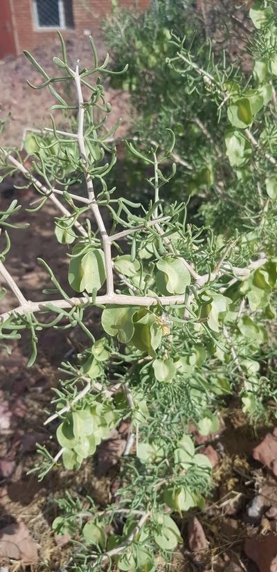Zygophyllum xanthoxylum, photographed by Urgamal Magsar