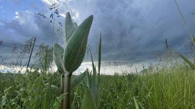 Asclepias speciosa, photographed by Brad Grimm