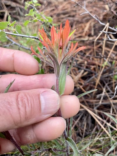 Castilleja peckiana, photographed by Joseph Rojas