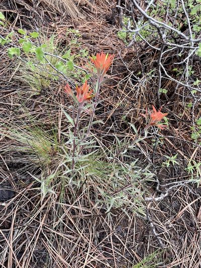 Castilleja peckiana, photographed by Joseph Rojas
