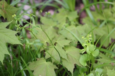 Ranunculus abortivus, photographed by Quinten Wiegersma
