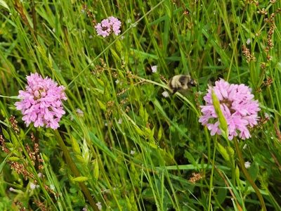Valeriana congesta, photographed by Casey H. Richart