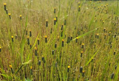 Hypochaeris glabra, photographed by Casey H. Richart