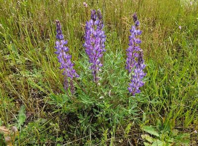 Lupinus lepidus
