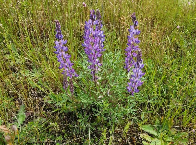 Lupinus lepidus, photographed by Casey H. Richart