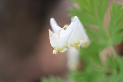 Dicentra cucullaria, photographed by Quinten Wiegersma