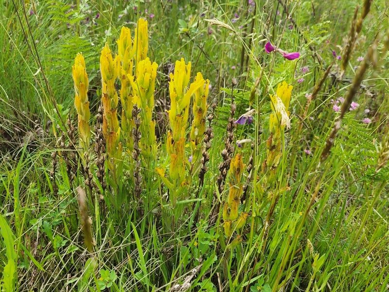 Castilleja levisecta, photographed by Casey H. Richart