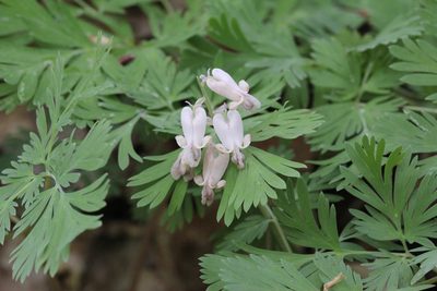 Dicentra canadensis, photographed by Quinten Wiegersma