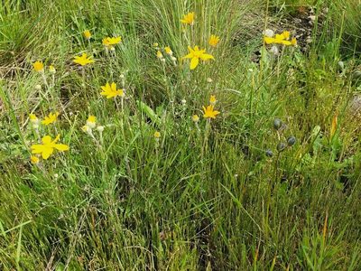 Eriophyllum lanatum, photographed by Casey H. Richart