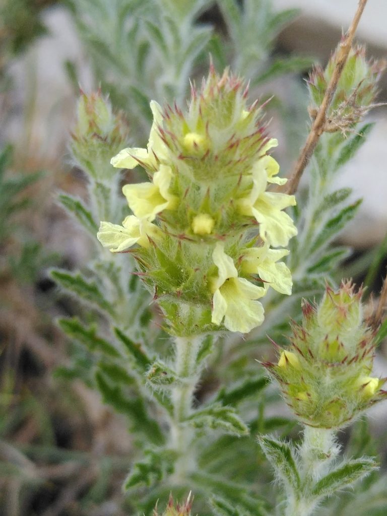 Sideritis fruticulosa, photographed by Yves Bas