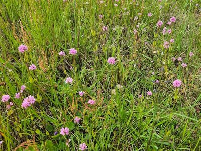 Valeriana congesta, photographed by Casey H. Richart