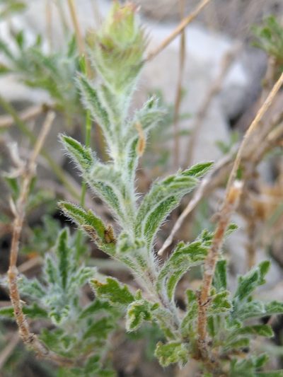 Sideritis fruticulosa, photographed by Yves Bas