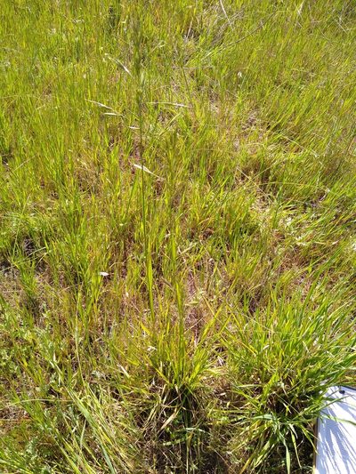 Bromus cebadilla, photographed by Rob Cuthrell