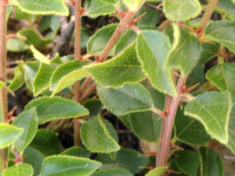 Rhamnus saxatilis, photographed by Yves Bas
