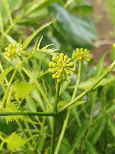 Polyscias fruticosa, photographed by Dominik Maximilián Ramík