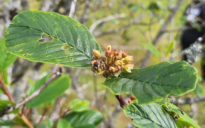 Frangula purshiana, photographed by Casey H. Richart