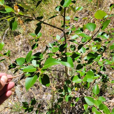 Populus trichocarpa, photographed by Dan Horowitz